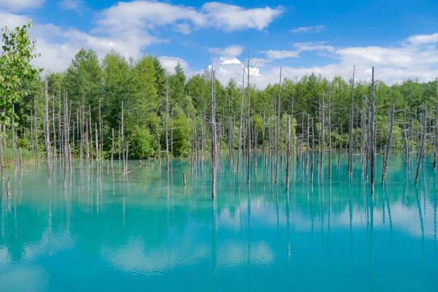【北海道・富良野・美瑛・旭川】貸切タクシー「富良野・美瑛・旭川プラン」
