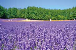 <2023>夏の北海道をお得に満喫！富良野のお花畑鑑賞と美瑛の幻想的な青い池や大自然に囲まれたお洒落なニングルテラスを散策【903K】