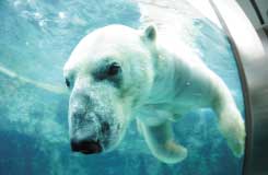 ★1/10~★HOKKAIDO LOVE!割★JR札幌駅北口(10:35発)/冬の旭山動物園と期間限定イベント”青い池ライトアップ” 旭川空港フードコート「そらいち」も立ち寄り!