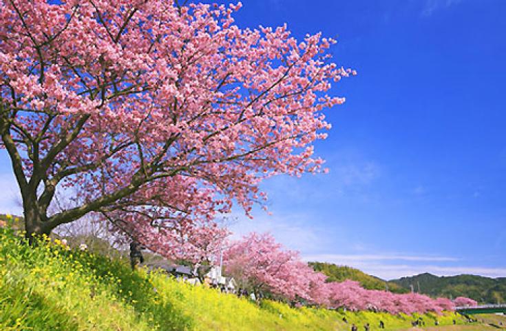 【新宿7:30発】「河津桜まつり」と絶景富士山を吊橋から望む「三島スカイウォーク」日帰りバスツアー