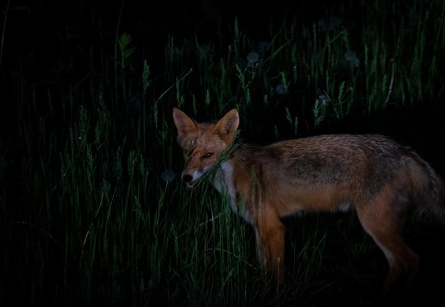 【とにかく動物と出会いたい方へ☆野生動物との遭遇率100%ワクワク体験☆ナイトサファリツアー】双眼鏡・防寒着レンタル無料。手ぶらで参加できる！ホテルへの送迎も承ります。