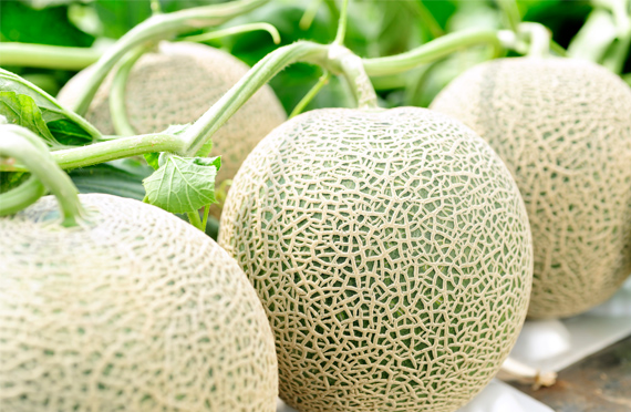 Accompanied by a Chinese/English guide. Lunch of all-you-can-eat fresh melons from a Furano farm and omelette curry! View the Furano lavender fields and stroll around Biei's Blue Pond and Ningle Terrace.