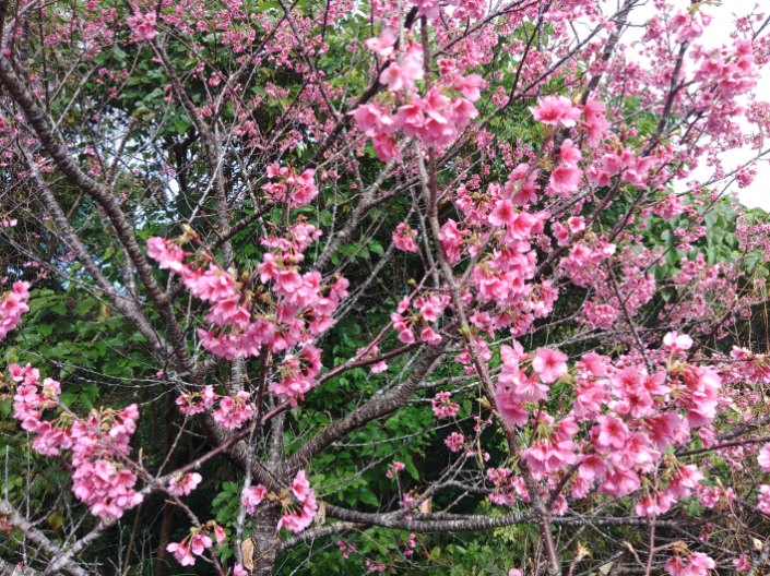 【沖縄バス★企画バスツアー】八重岳さくらお花見とタンカン狩りバスツアー