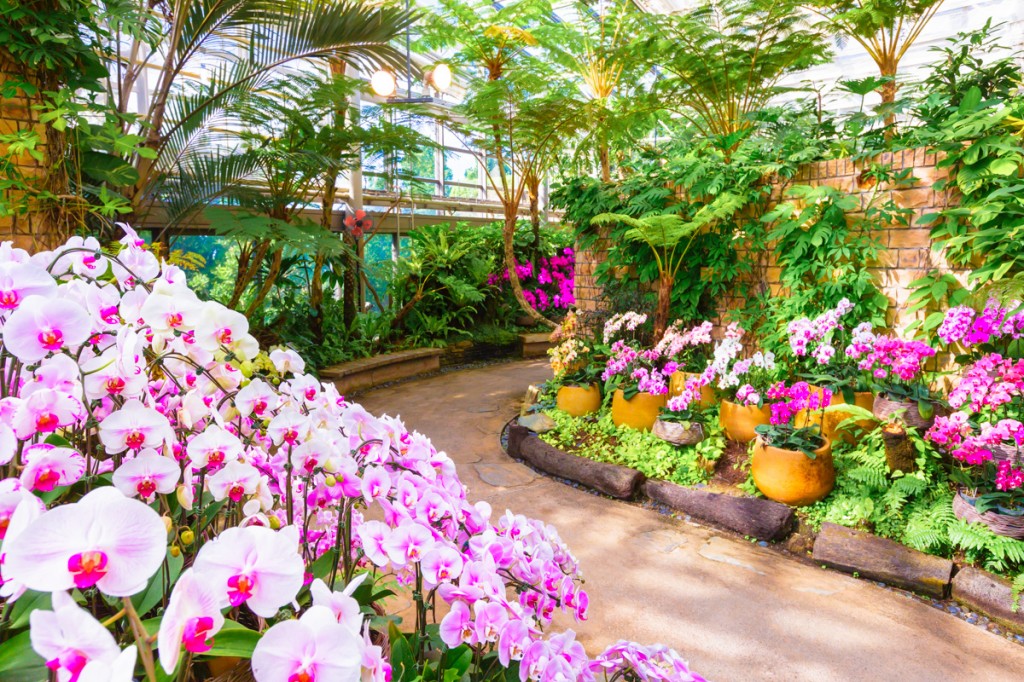 Orchid garden
