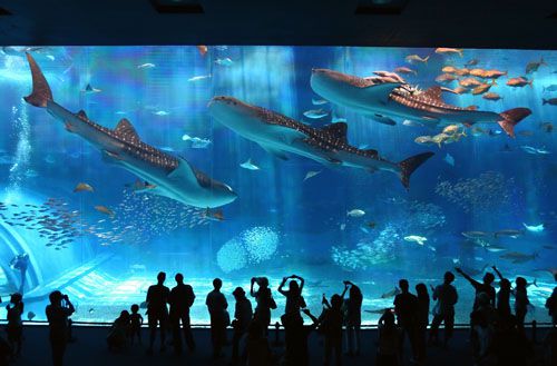 美ら島終日観光バスツアー（Ａコース）