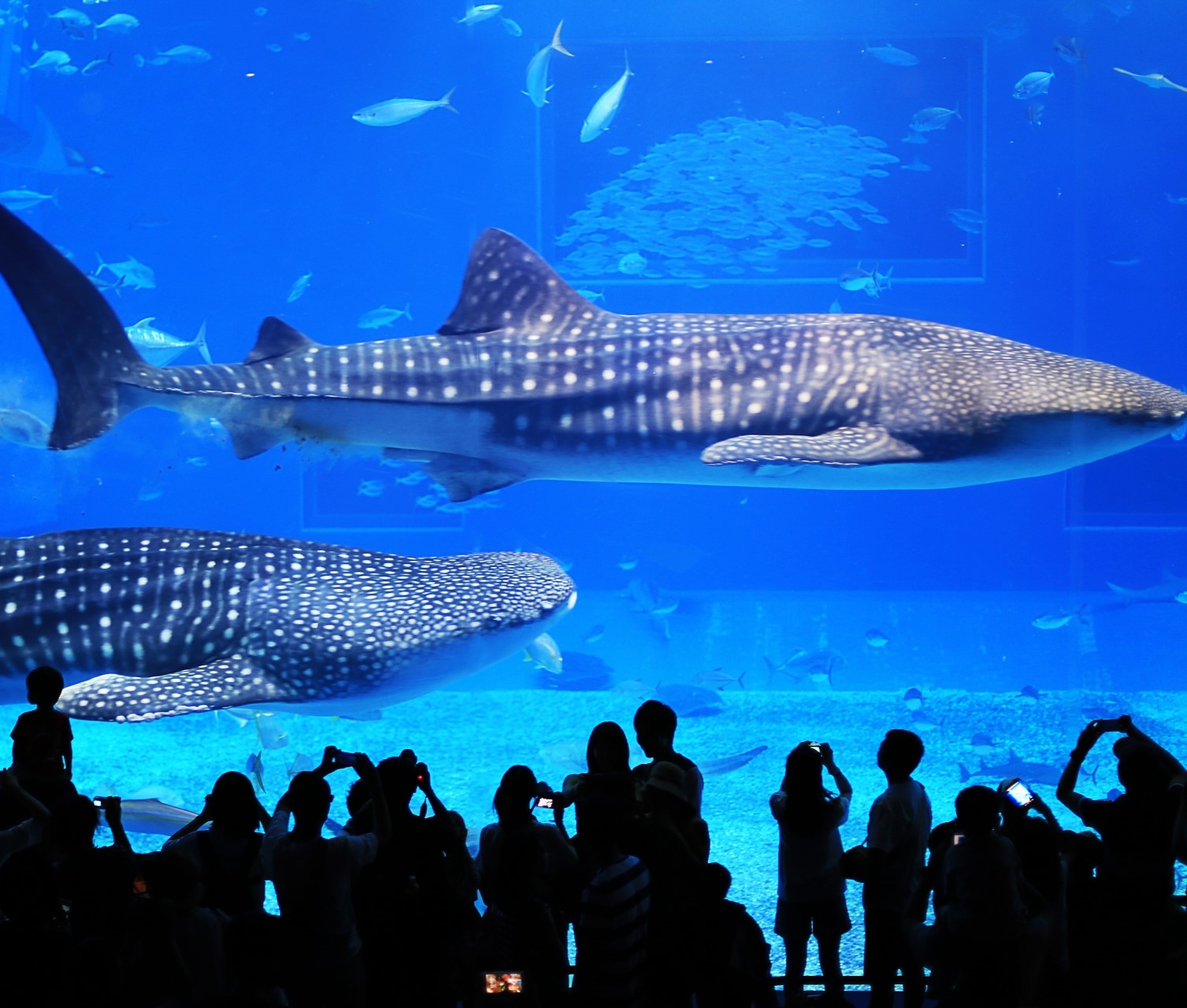 【那覇発／北部観光】美ら島終日観光バスツアー（Ａコース）★美ら海水族館→御菓子御殿→万座毛→琉球村→星野リゾート バンタカフェ