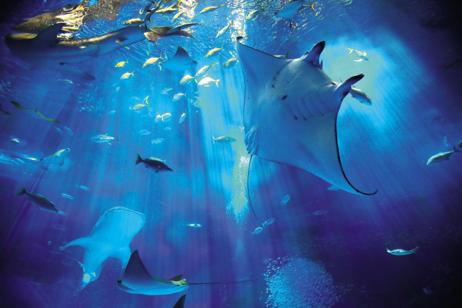 美ら海水族館