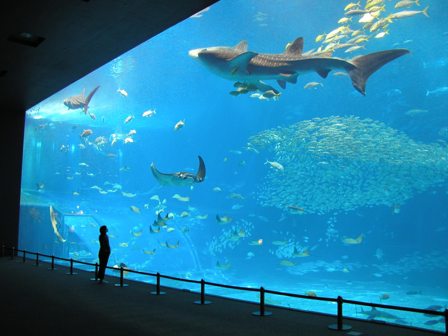 ラド美ら海号