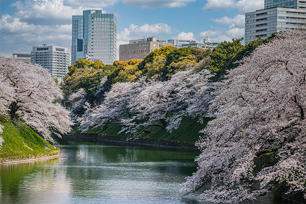 東京レストランバス　心に贅沢なお花見洋食ランチコース