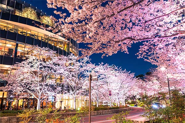 東京レストランバス　心に贅沢なお花見洋食ディナーコース