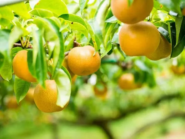 【新宿発】ひたち海浜公園「コキア」観賞＆「海鮮丼の昼食」と「梨狩り食べ放題」