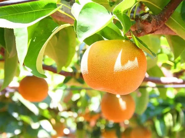 【東京発】ひたち海浜公園「コキア」観賞＆「海鮮丼の昼食」と「梨狩り食べ放題」