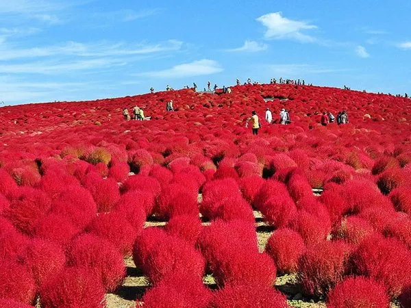 【東京発】真っ赤に染まるもこもこ「コキア」＆日本三大イルミネーションの絶景「あしかがフラワーパーク」