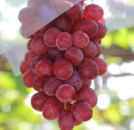 【東京発】河口湖紅葉まつりライトアップ観賞＆秋の味覚『松茸御膳』のご昼食と『ぶどう狩り』食べ放題