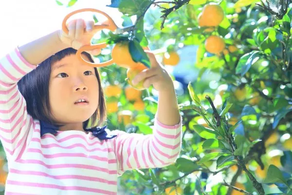 【横浜発】紅葉の養老渓谷＆東京ドイツ村ウインターイルミネーション＆「海鮮浜焼き」と南房総「みかん狩り」食べ放題