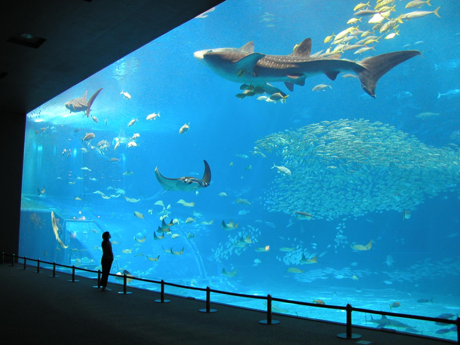 那覇市内ホテル発★ラド美ら海号【美ら海水族館たっぷり2時間30分滞在】美ら海水族館入館券＆ナゴパイナップルパーク入園料込！