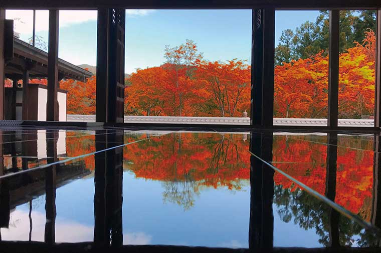 【H1064】息をのむ美しさ宝徳寺「床もみじ」特別公開とあしかがフラワーパークイルミネーション