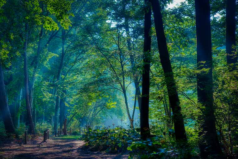 【H2025】【ホクト菌活ツアー】癒しの森でデトックス！赤城自然園“森林浴体験プログラム”ともも狩り