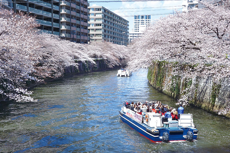 【A3319】目黒川桜クルーズと大志満の桜御膳
