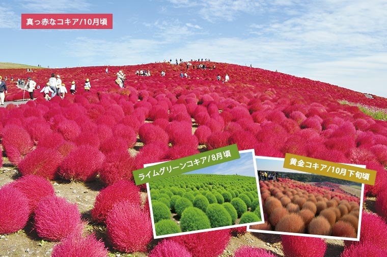 【H3003】一度は見たい絶景ひたち海浜公園まんまるコキアと秋の味覚狩り
