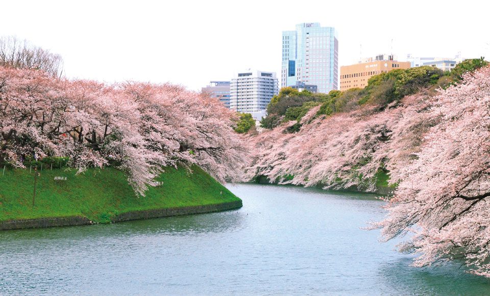 東京桜ツアー