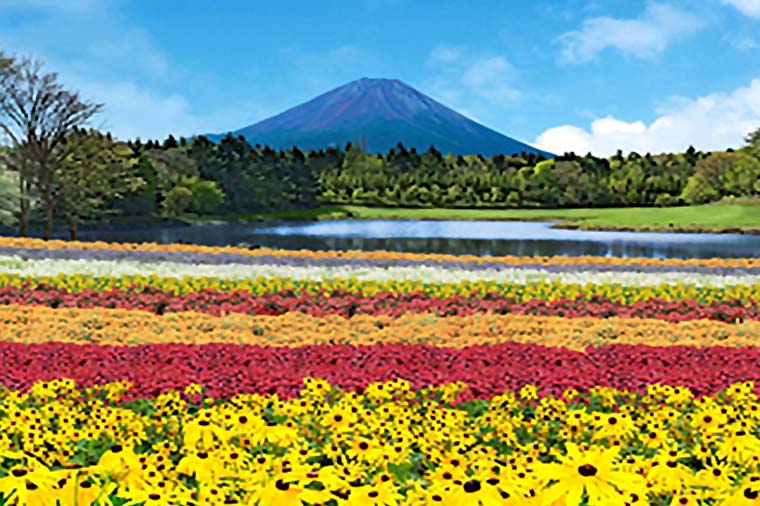【H5026】この夏初開催！虹の花まつりと溶岩焼きサーロインステーキ・富士山五合目