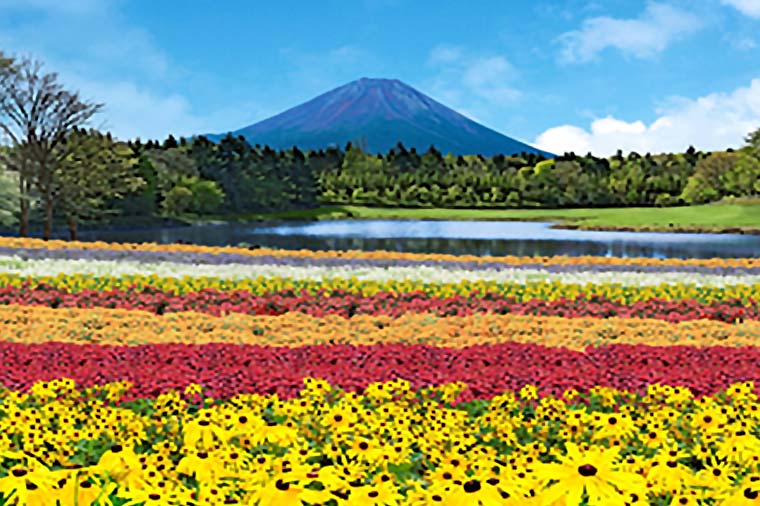 【H5026】この夏初開催!虹の花まつりと溶岩焼きサーロインステーキ・富士山五合目