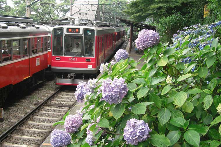 【H7068】箱根花名所!あじさい電車と彫刻の森美術館・箱根海賊船