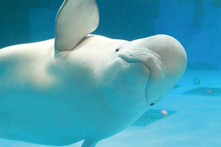【H8085】海の動物たちに会いに行こう!鴨川シーワールドといちじく狩り
