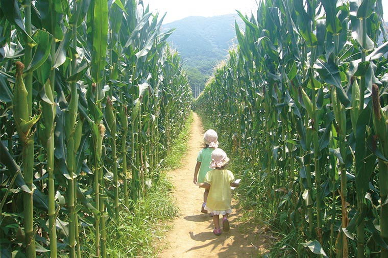 【H9050】ぼくの、わたしの夏休み!野菜収穫体験・トウモロコシ大迷路と忍者バス