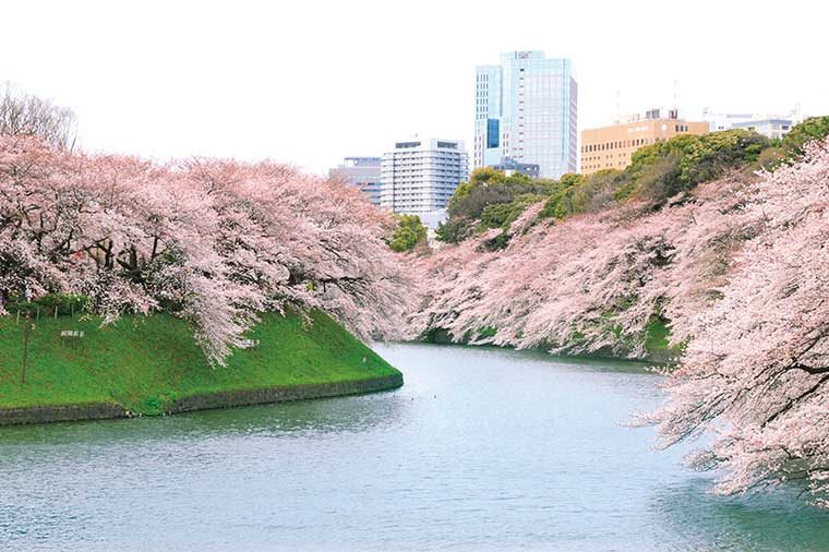 千鳥ヶ淵