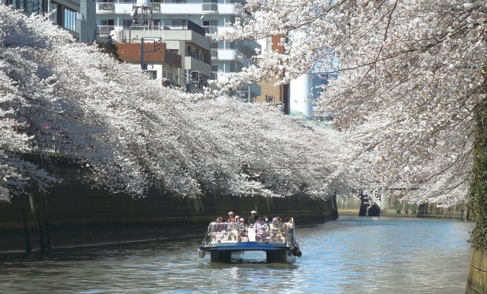 【A3320】目黒川桜クルーズと春のお花見ちらし膳