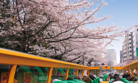 [2階建てオープンバス] 東京さくら回廊