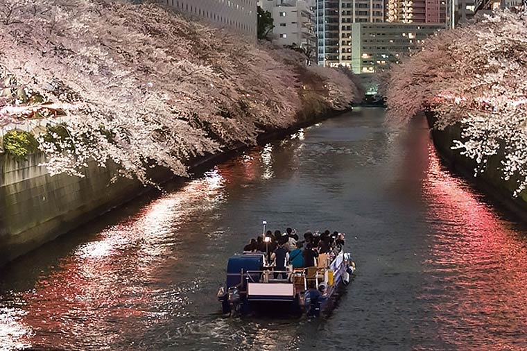 【B3329】目黒川夜桜クルーズと世界のバイキング