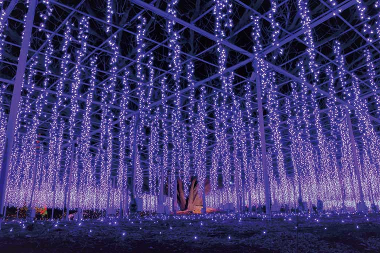 【H1082】隠れ家イタリアンビュッフェとあしかがフラワーパーク「光の花の庭」