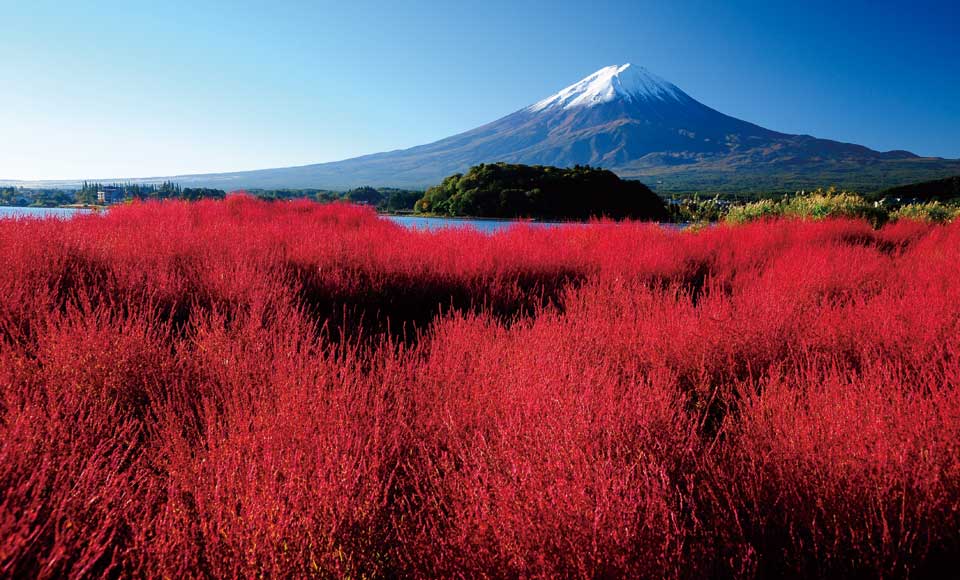 山梨のぶどう狩り