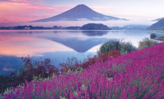 【H549】山梨さくらんぼ狩りとホテルマウント富士絶景フレンチ