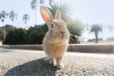 Hiroshima - Takehara - Okunoshima Regular Tour Bus