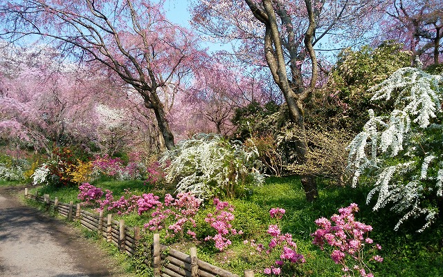 京の桜の隠れた名所原谷苑と京の奥座敷しょうざんリゾート