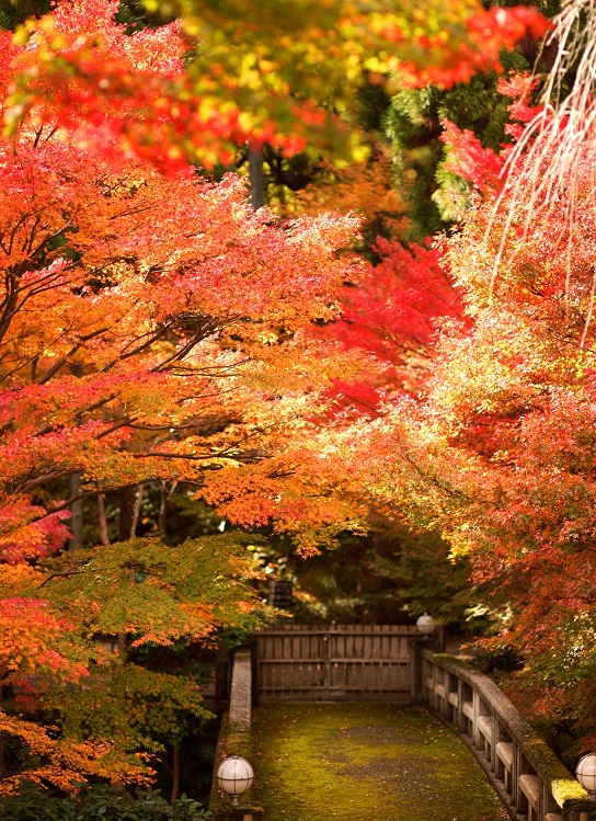 タクシーの移動も使ってラクラク！紅葉のしょうざんリゾート京都で食す京料理と源光庵・常照寺