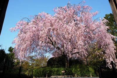 ＜F＞妙心寺 退蔵院の紅しだれ桜と花めく龍安寺