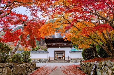 ＜K＞～京都もみじ紀行～錦秋のもみじ参道と禅寺の紅葉