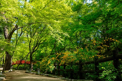 ＜MR＞～初夏～嵯峨野と北野天満宮史跡御土居の青もみじめぐり／京阪バス