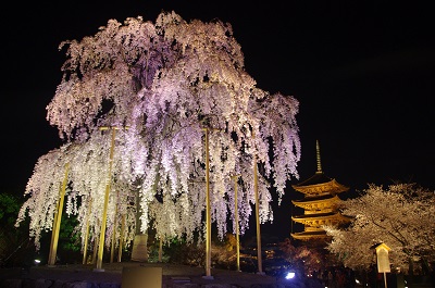 京のライトアップ夜桜～春宵桜～東寺 不二桜と祇園しだれ桜／京阪バス