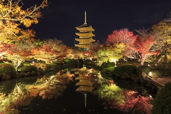 ＜NY＞ライトアップ 京の紅葉　知恩院と東寺の夜紅葉