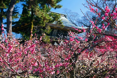 ＜P2＞～京都「千年の心得」～梅の天神さんと早春の東山