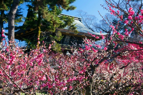 ＜P2＞～京都「千年の心得」～梅の天神さんと春浅し東山／京阪バス