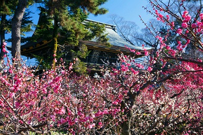 ＜P3＞～京都「千年の心得」～京の梅の香めぐり／京阪バス