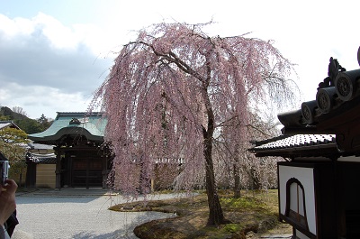 妙心寺　退藏院