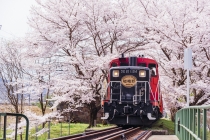 【名古屋駅発】＊日帰り昼食付＊『京都　嵯峨野トロッコ列車と洛西のお花見』